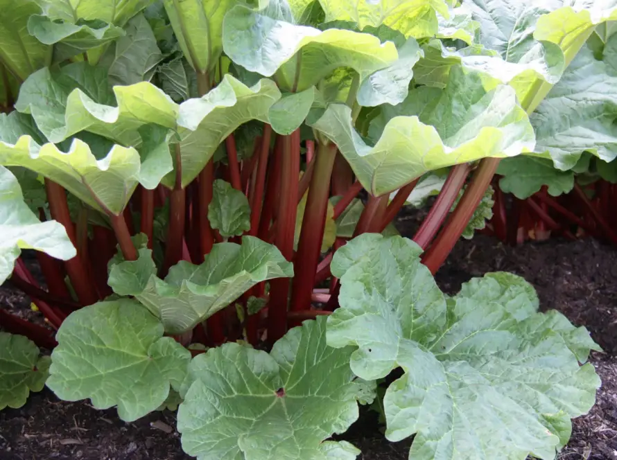 Garden Rhubarb