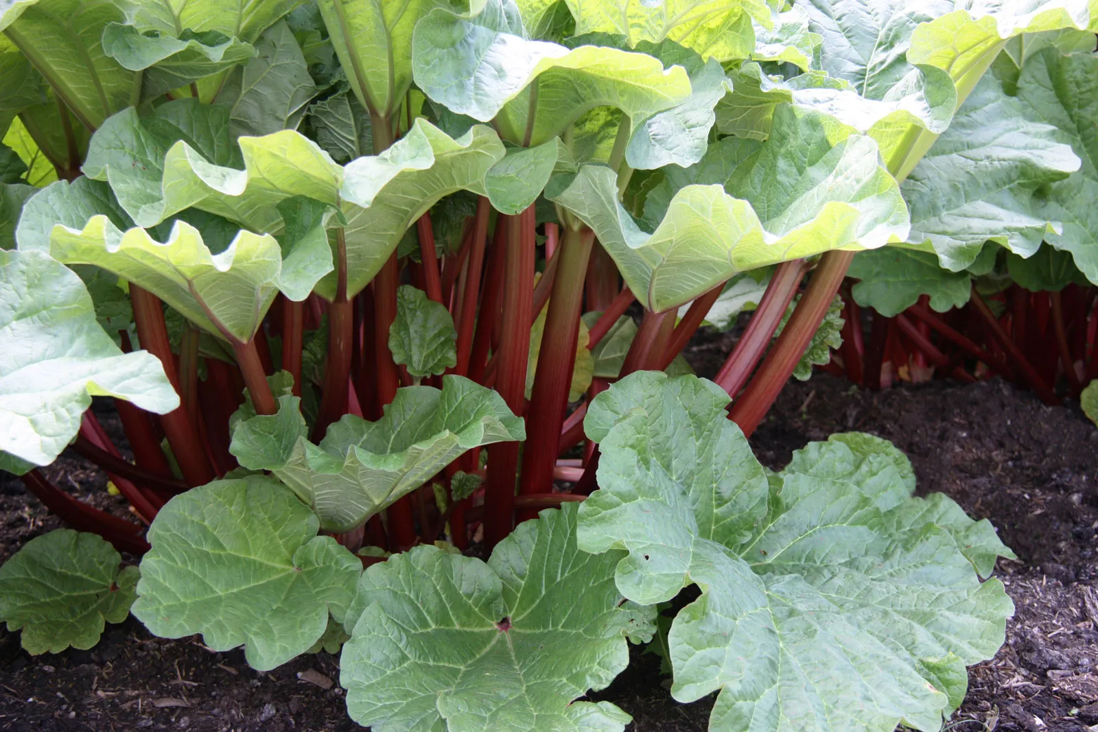 Garden Rhubarb